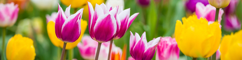 Tulip, Tulips, Tulipa, Spring Flower, Flower Bulb